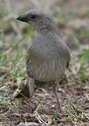 Swahili Sparrow