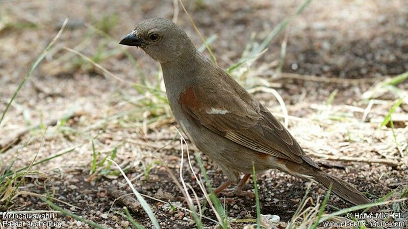 Swahili Sparrowadult