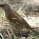 Moineau swahili