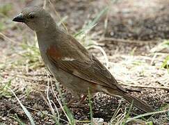 Swahili Sparrow