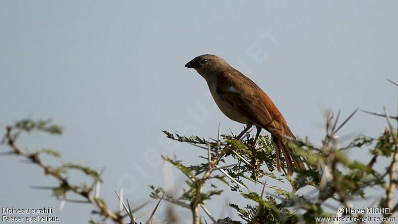 Swahili Sparrowadult