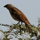 Moineau swahili
