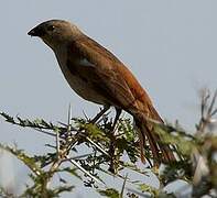 Swahili Sparrow