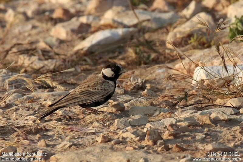 Black-crowned Sparrow-Lark male adult breeding, identification