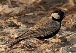 Black-crowned Sparrow-Lark