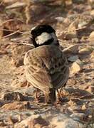 Black-crowned Sparrow-Lark