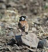 Chestnut-backed Sparrow-Lark