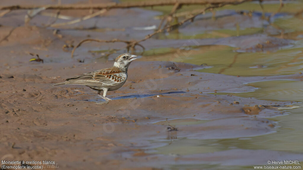 Chestnut-backed Sparrow-Lark female adult