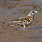 Chestnut-backed Sparrow-Lark