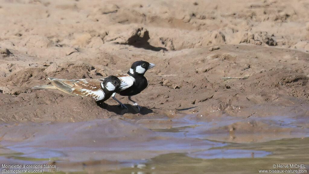 Chestnut-backed Sparrow-Lark male adult