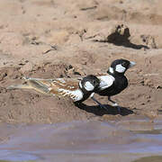 Chestnut-backed Sparrow-Lark