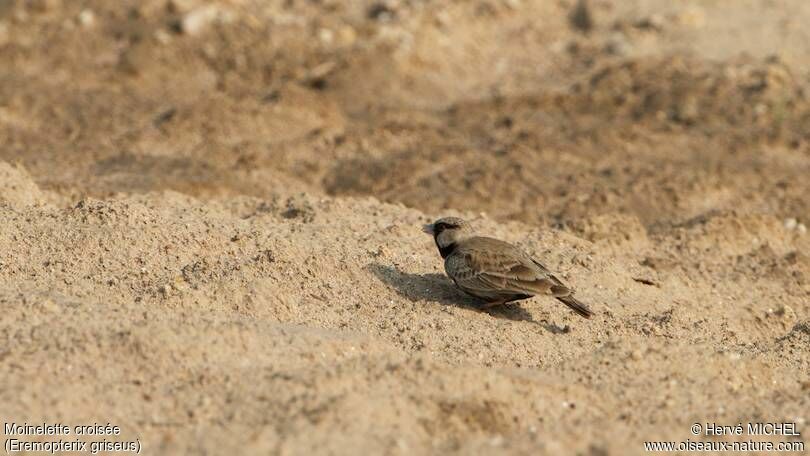 Ashy-crowned Sparrow-Lark