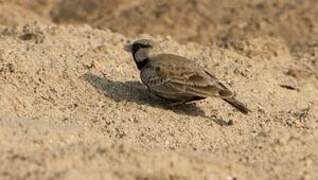 Ashy-crowned Sparrow-Lark