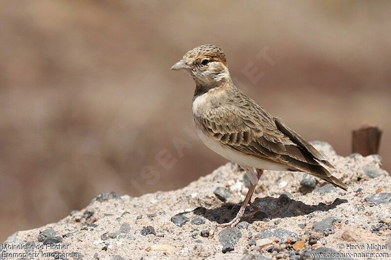 Fischer's Sparrow-Lark female adult