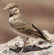 Fischer's Sparrow-Lark