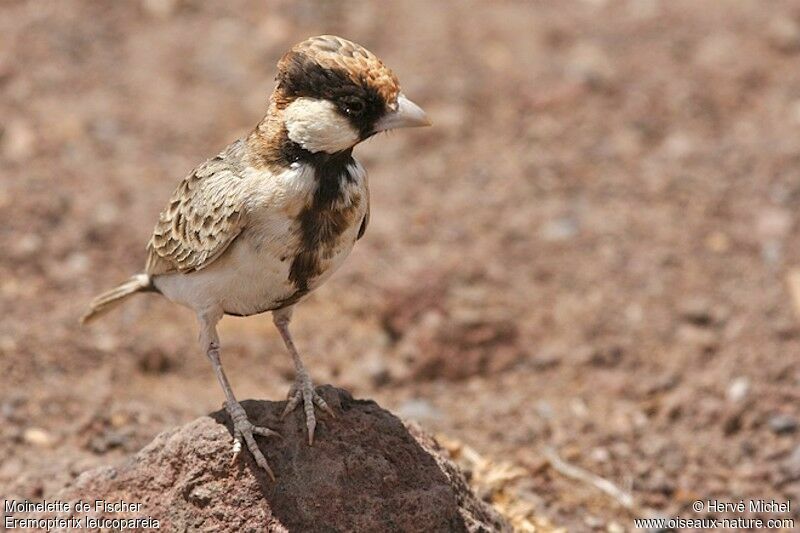 Fischer's Sparrow-Lark male adult