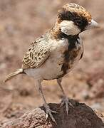 Fischer's Sparrow-Lark