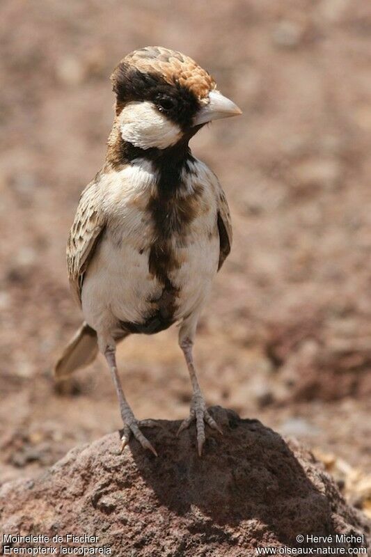 Fischer's Sparrow-Lark male adult