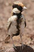 Fischer's Sparrow-Lark