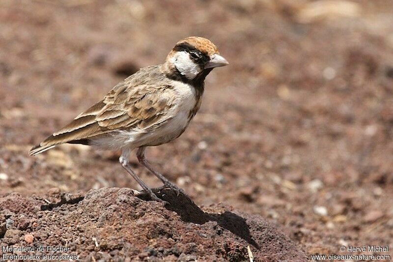 Fischer's Sparrow-Lark male adult