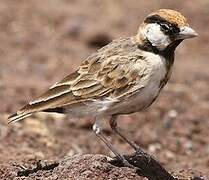 Fischer's Sparrow-Lark