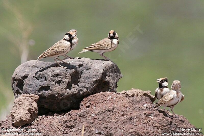 Fischer's Sparrow-Lark