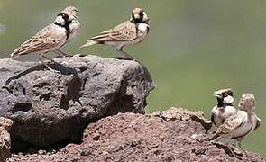 Fischer's Sparrow-Lark