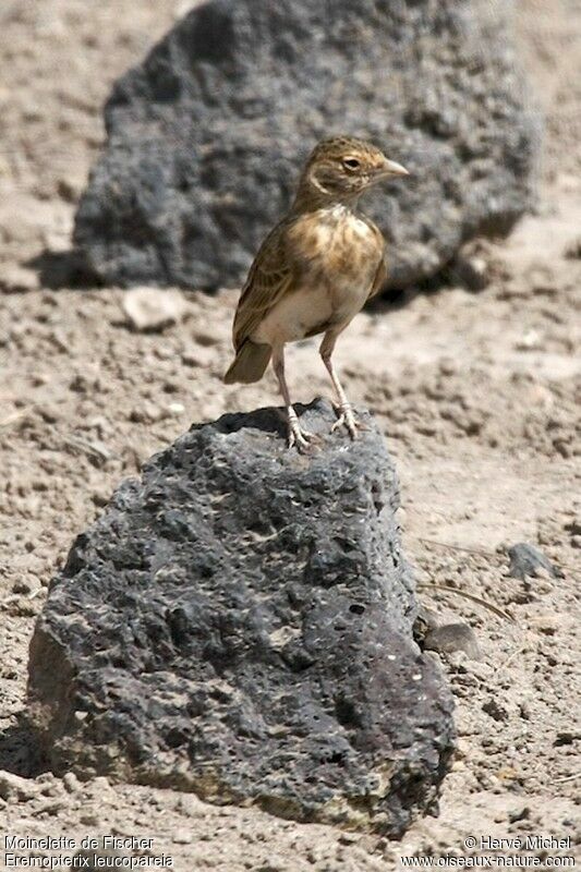 Moinelette de Fischer femelle immature