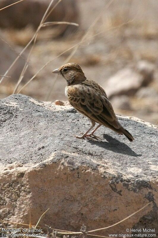 Fischer's Sparrow-Lark male immature