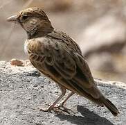 Fischer's Sparrow-Lark