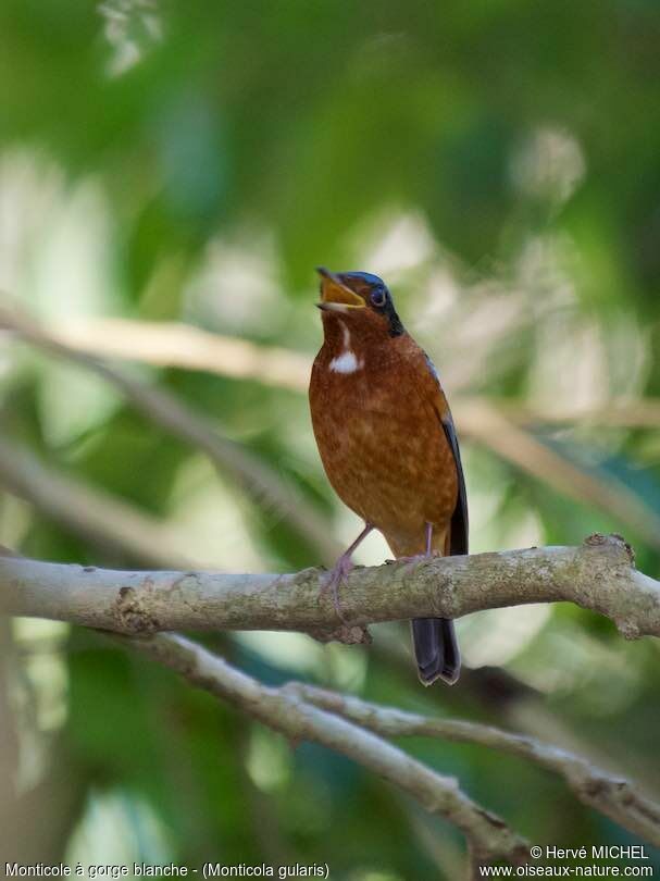 White-throated Rock Thrushadult post breeding