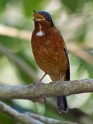 White-throated Rock Thrush