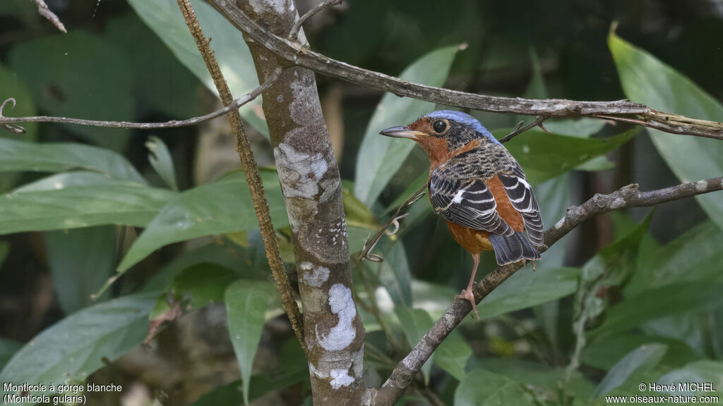 White-throated Rock Thrushadult post breeding