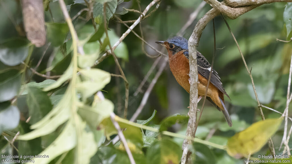 White-throated Rock Thrush