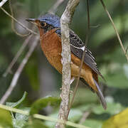 White-throated Rock Thrush