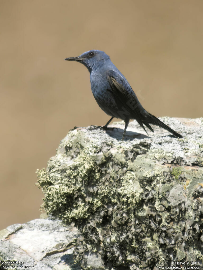 Blue Rock Thrush