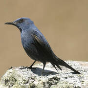 Blue Rock Thrush