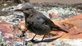 Blue Rock Thrush