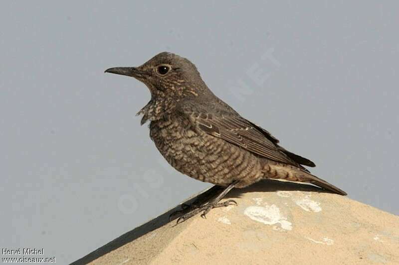 Blue Rock Thrush female Second year, identification, pigmentation