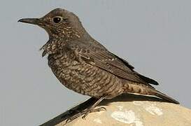 Blue Rock Thrush