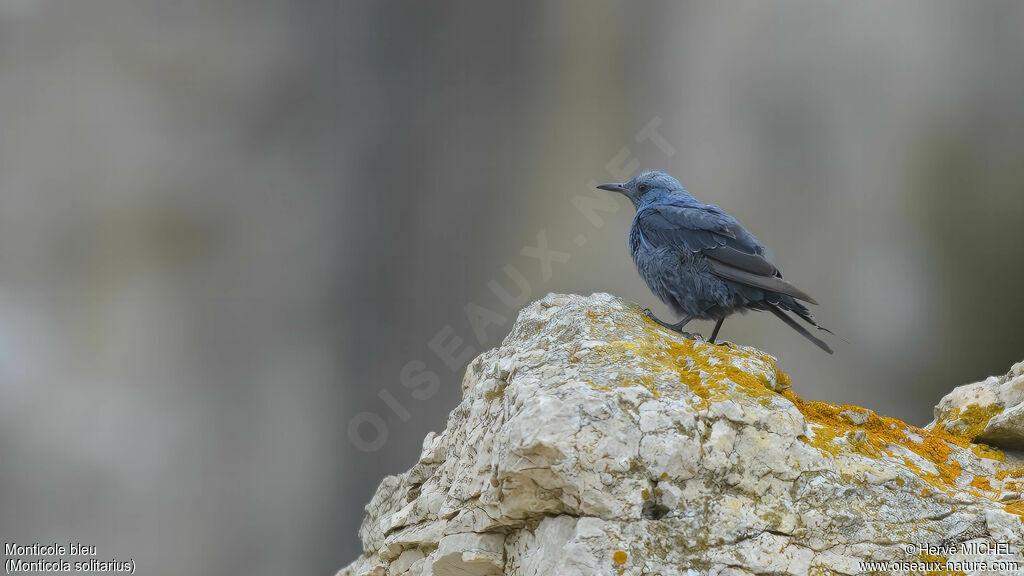 Blue Rock Thrush