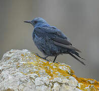 Blue Rock Thrush