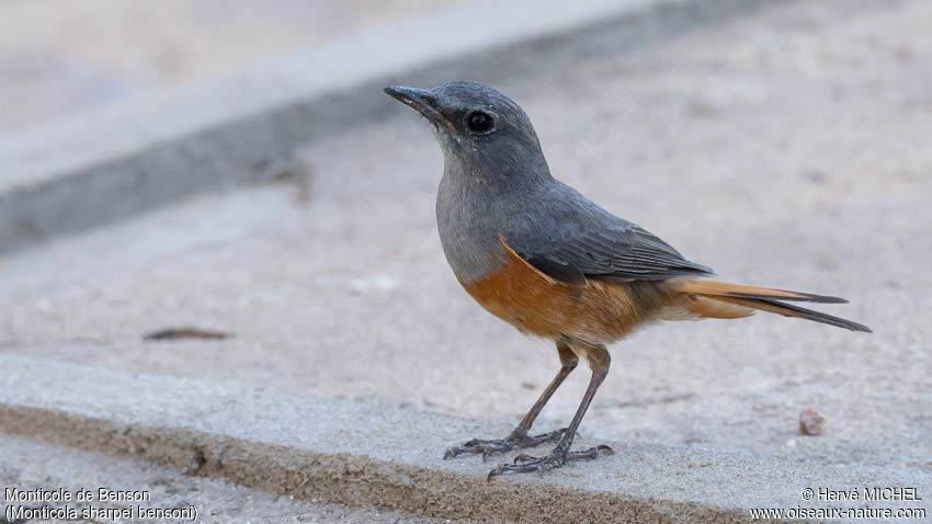 Forest Rock Thrush (bensoni) male adult