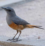 Forest Rock Thrush (bensoni)