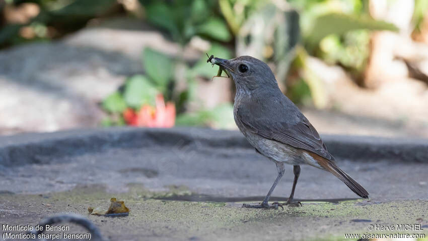 Forest Rock Thrush (bensoni) female adult