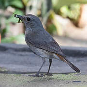 Forest Rock Thrush (bensoni)