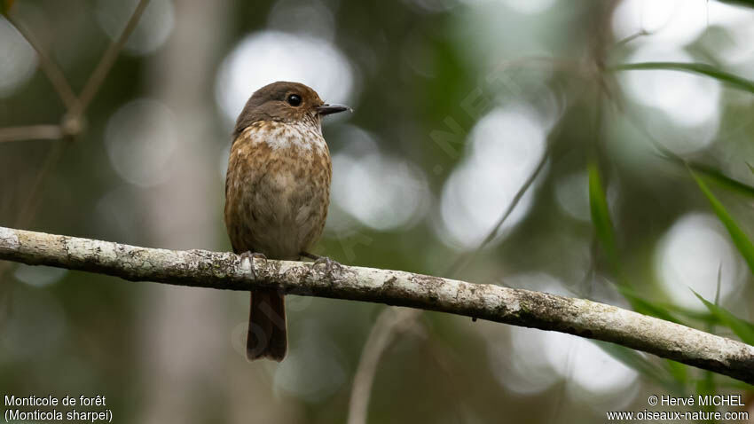 Monticole de forêt femelle adulte