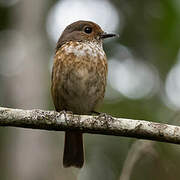 Forest Rock Thrush