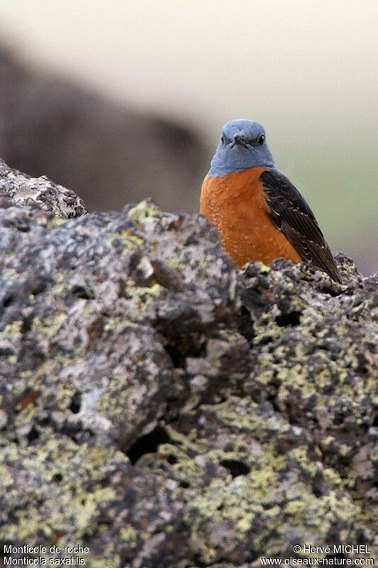 Common Rock Thrush male adult breeding