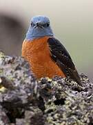 Common Rock Thrush